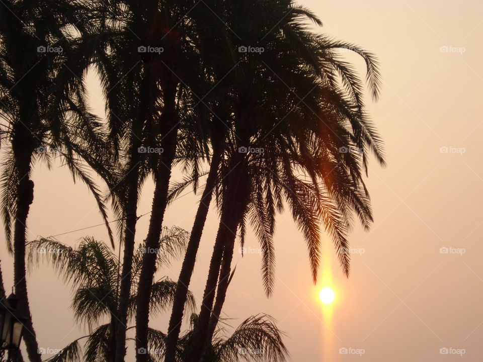 Sunset Coconut Trees