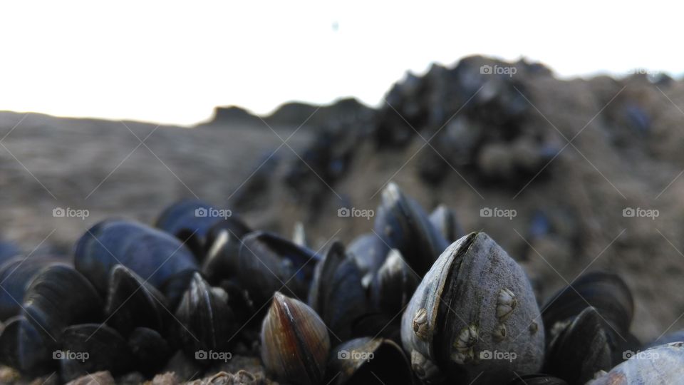 Nature, Shell, No Person, Beach, Desktop