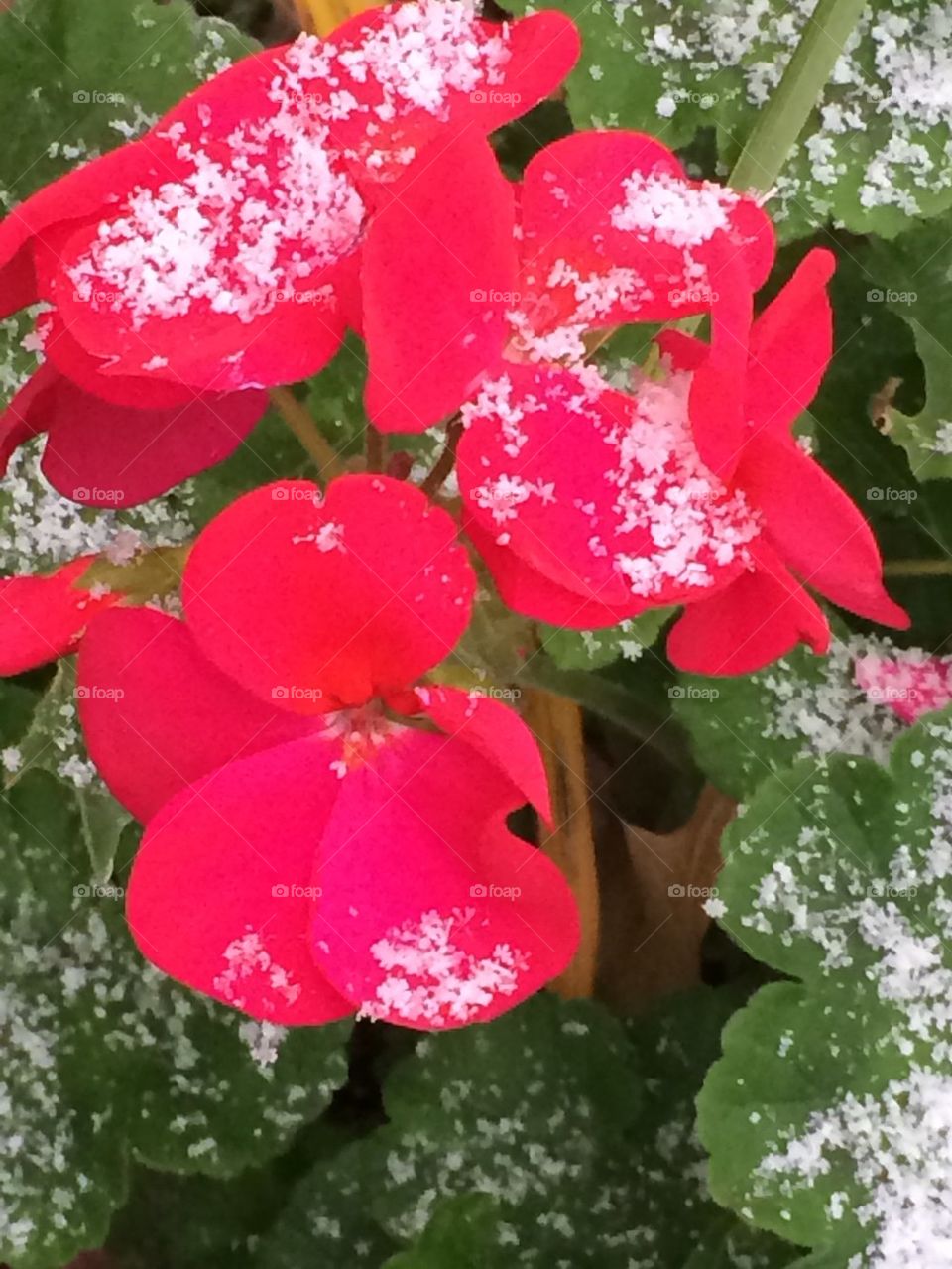 Flower in the snow 