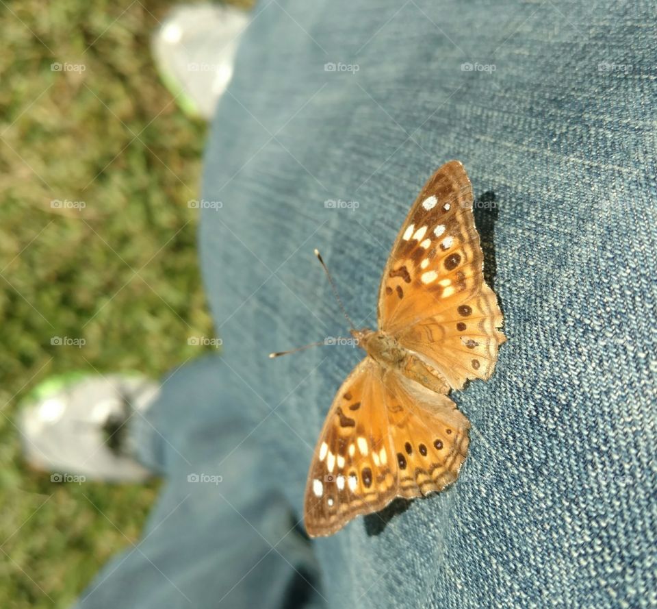 Butterflies on pants