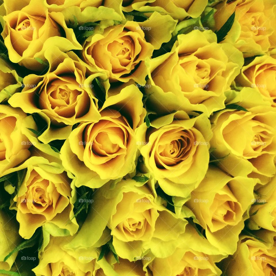 Close-up of yellow =flowers