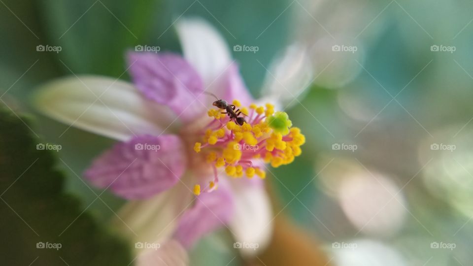 ant on flower