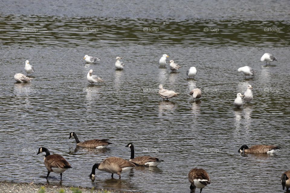 Geese and seagulls 