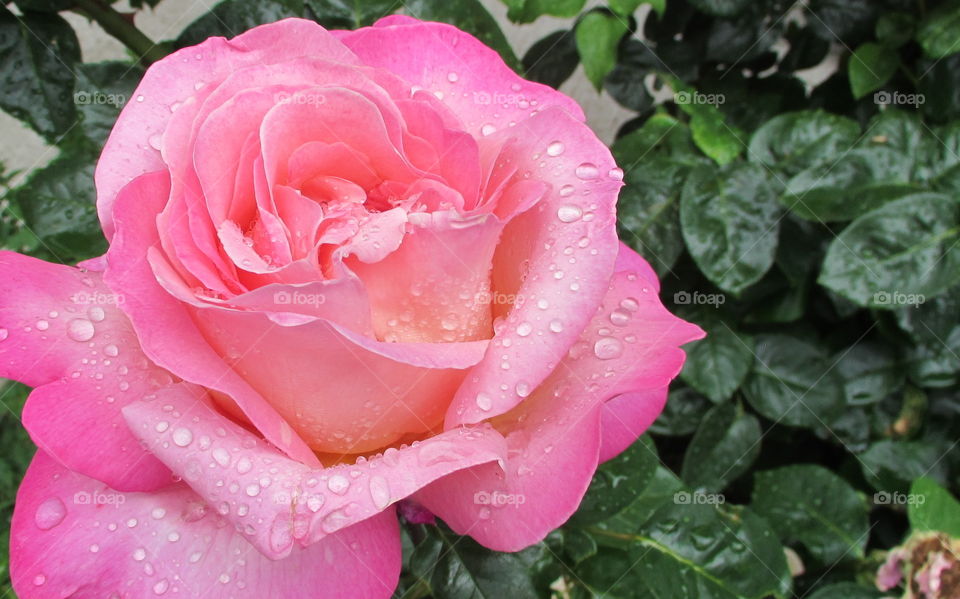 Pink. Rose Garden