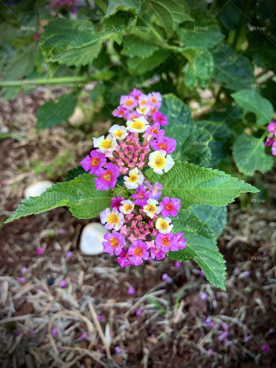 🌹 🇺🇸 Very beautiful flowers to brighten our day.  Live nature and its beauty. Did you like the delicate petals? / 🇧🇷 Flores muito bonitas para alegrar nosso dia. Viva a natureza e sua beleza. Gostaram das pétalas delicadas? 