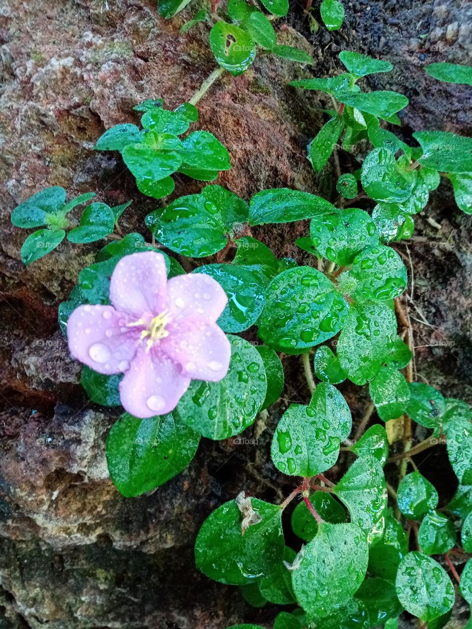 Flowers in the garden