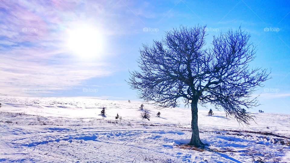 View tree in winter