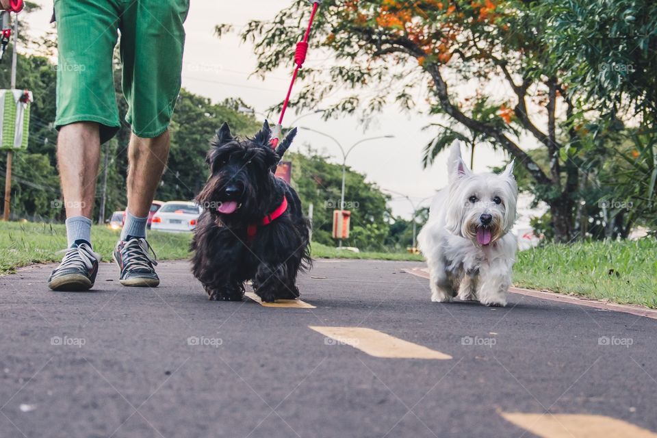 Scottish Terrier and west terrier 