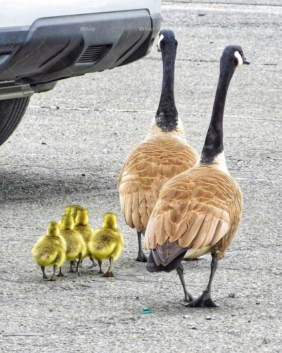 Geese at Target