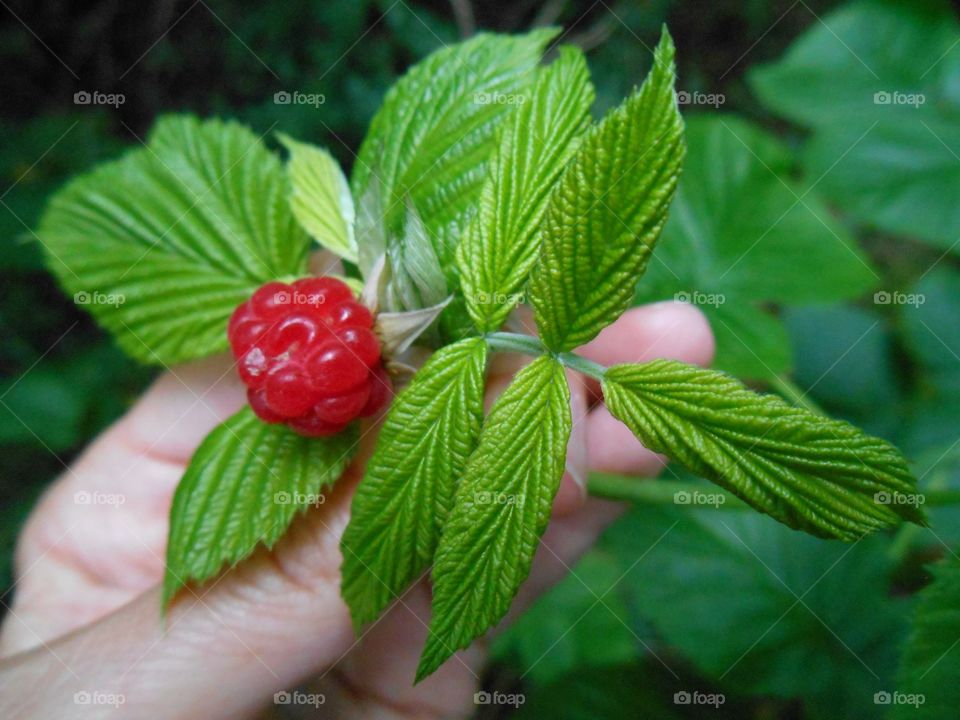 raspberry and green leaves