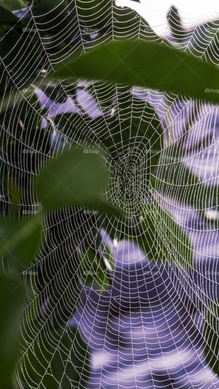 spider web