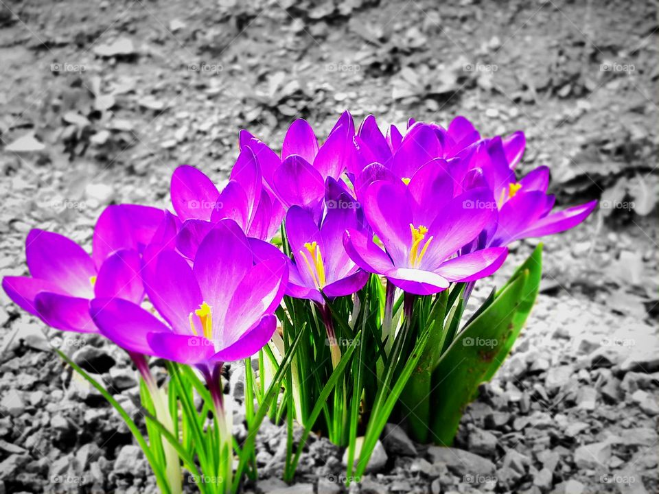 As a child I always thought this was a violet, because it has a purple color and it smells beautifully in the spring. Still this is saffron. Saffron in spring is growing everywhere, but these grow in my mother's garden.