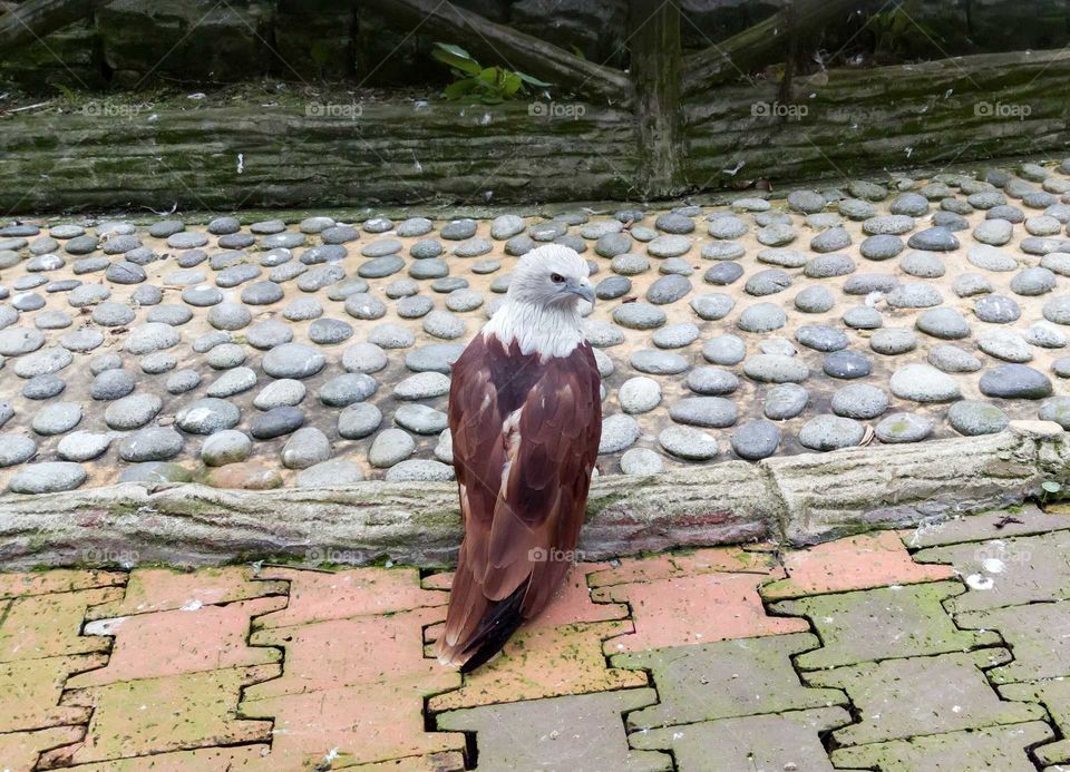 Malaysian eagle