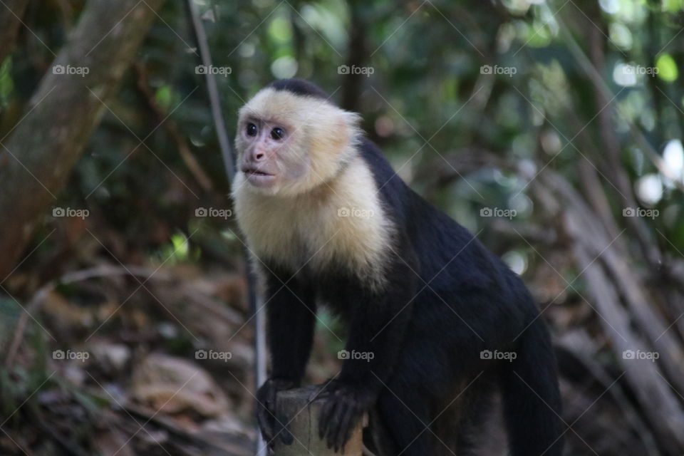 Monkey in Manuel Antonio - Costa Rica 🇨🇷. White faced capuchin monkey is one of three species of monkeys you can see in this amazing national park. There are so many of them, and they were my favorites :)