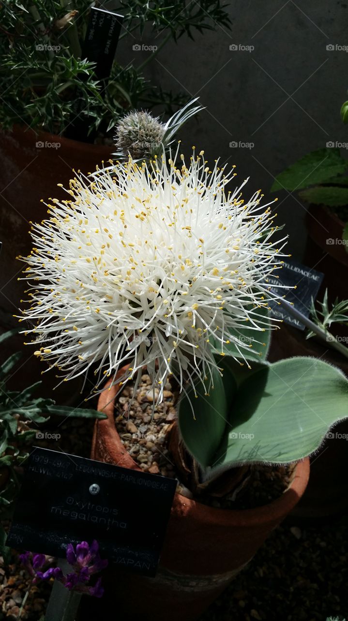 haemanthus
