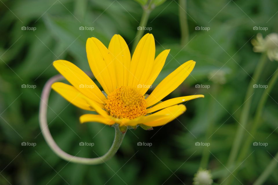 Yellow flowers