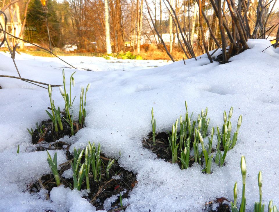 snowdrops in snow