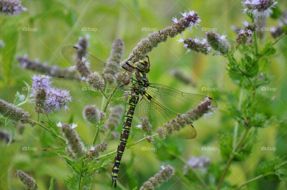 A big, beautiful dragonfly