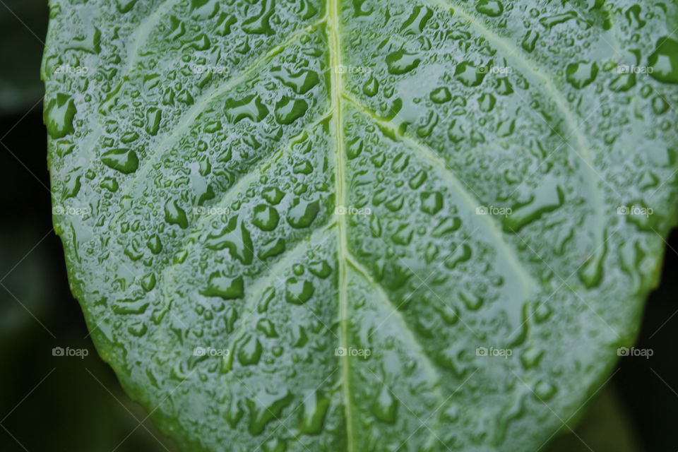 Green leaf