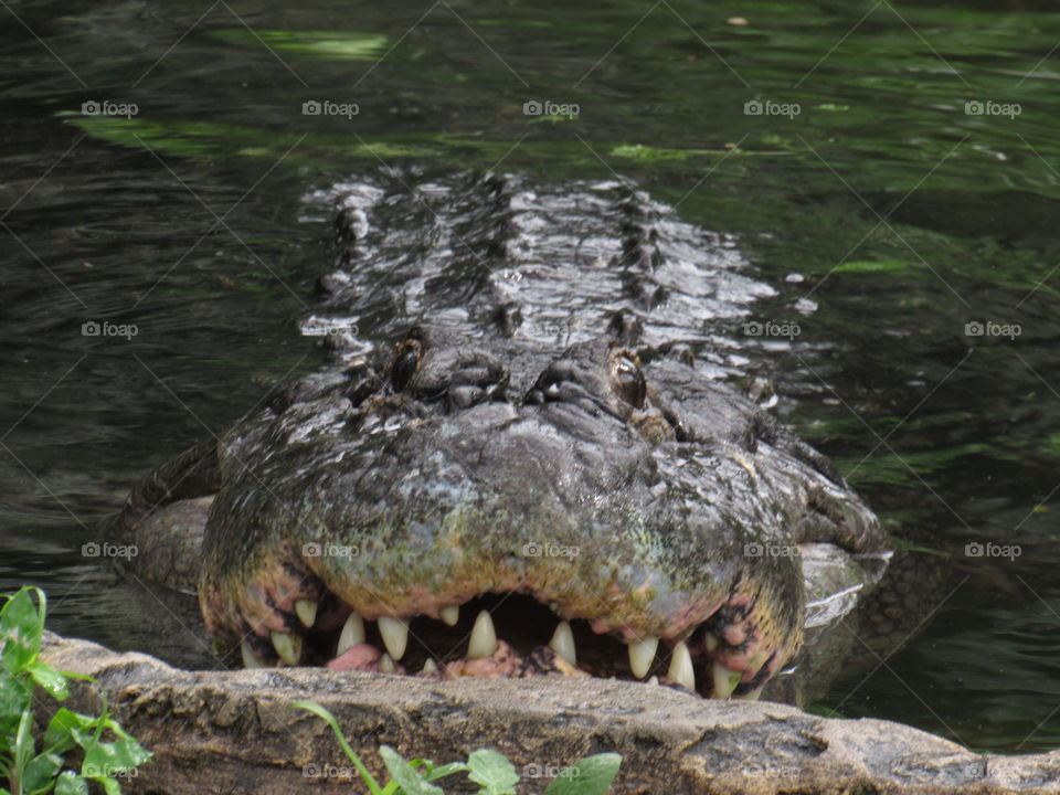 Hungry gator 