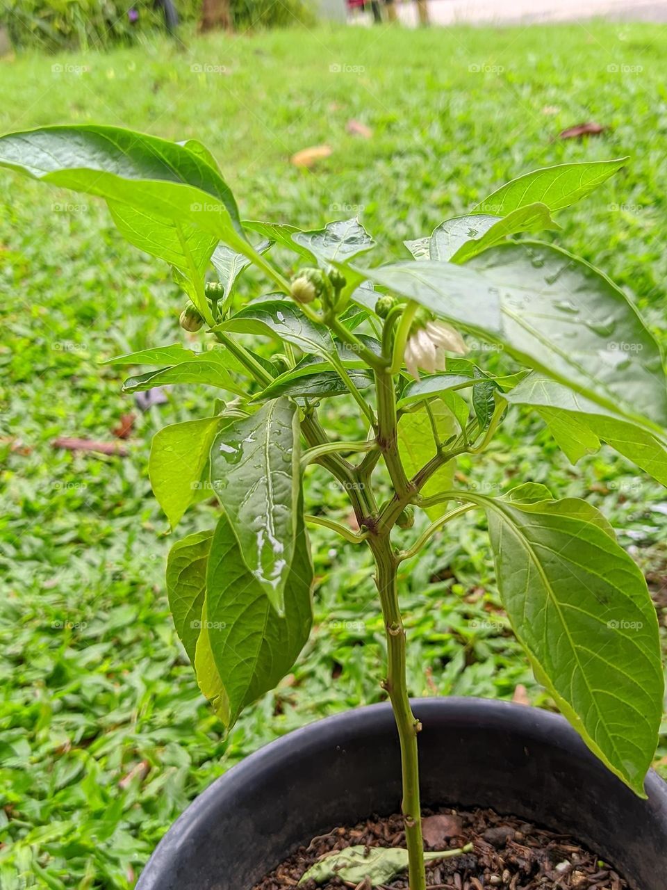 chili plant🌶️👈😅