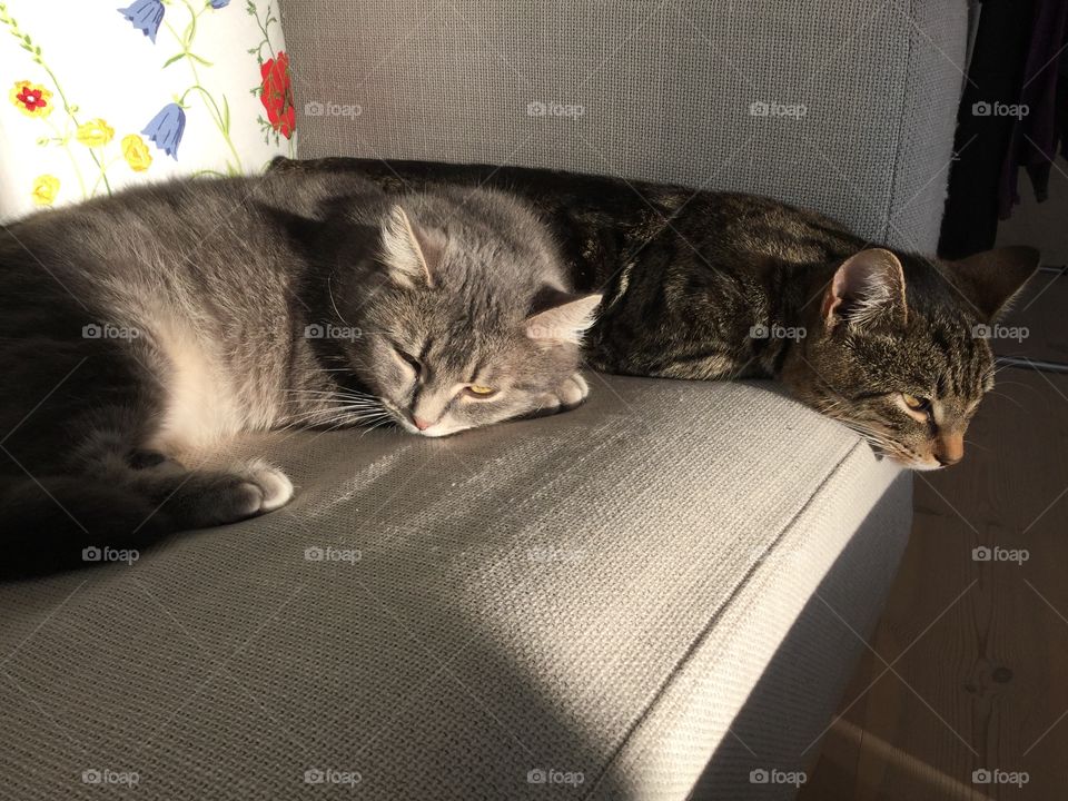 Two of our three cats Leo and Smulan. Both had a rough start living outdoors and not being cared for. We have adopted both cats and they are adorable both to people and to each other. 😻😻😻😻😻