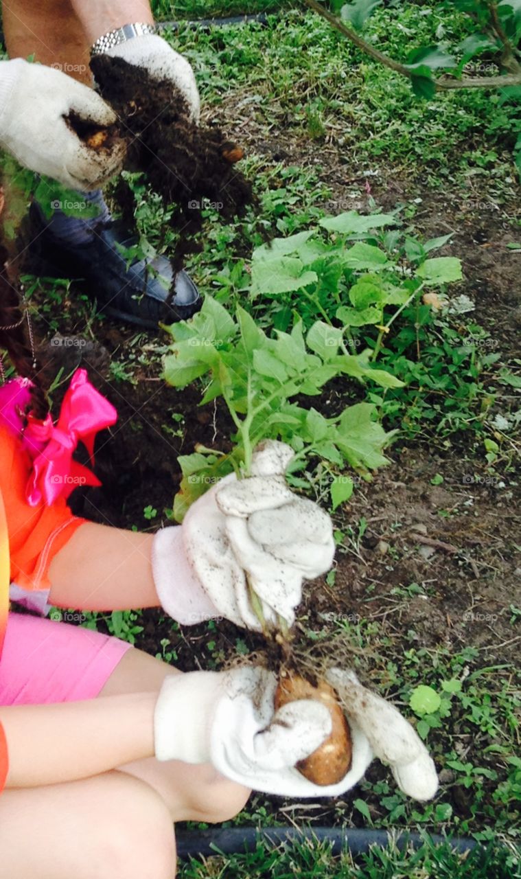 Digging up potatoes 