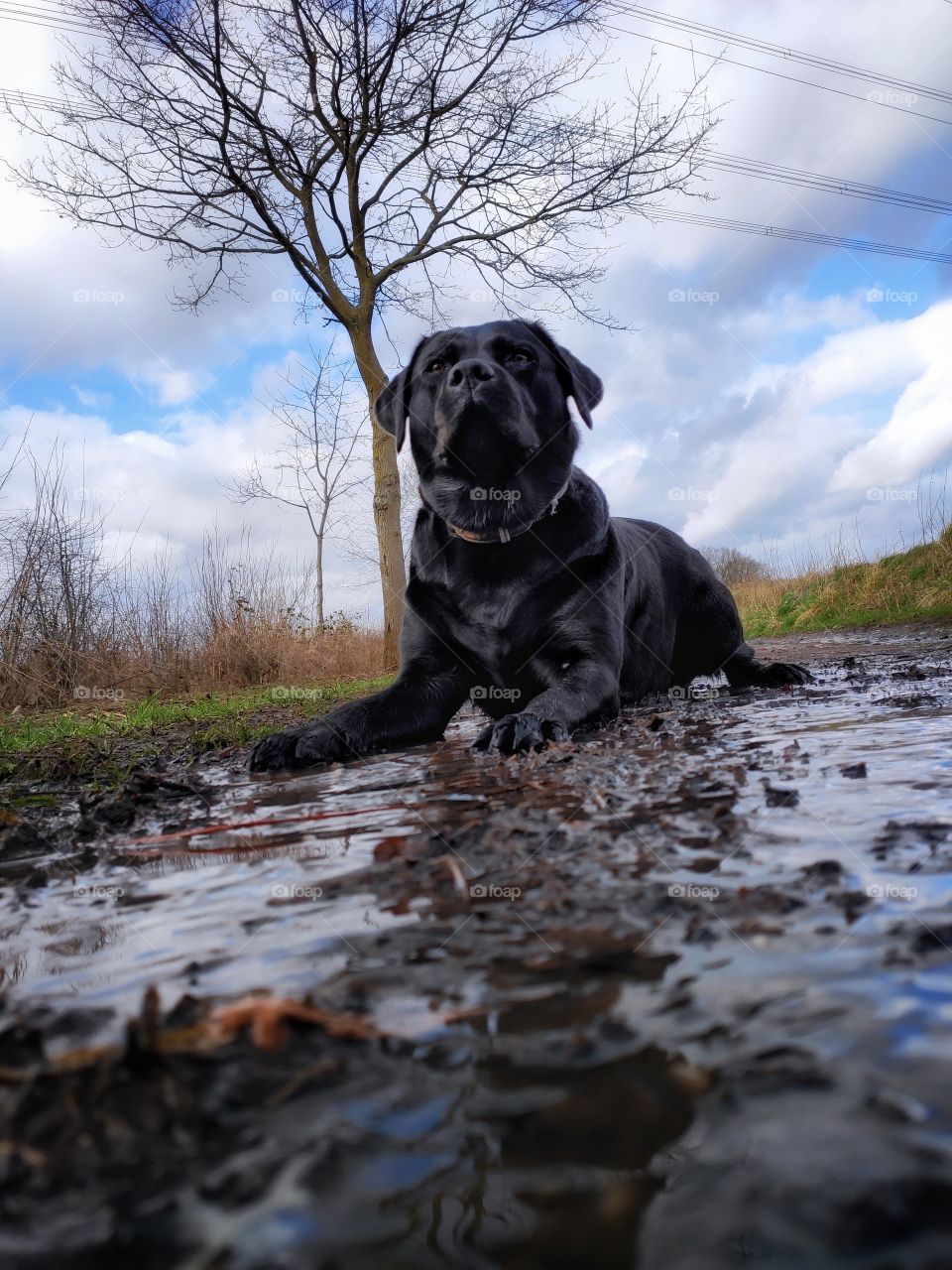 Labrador loves Water 🖤