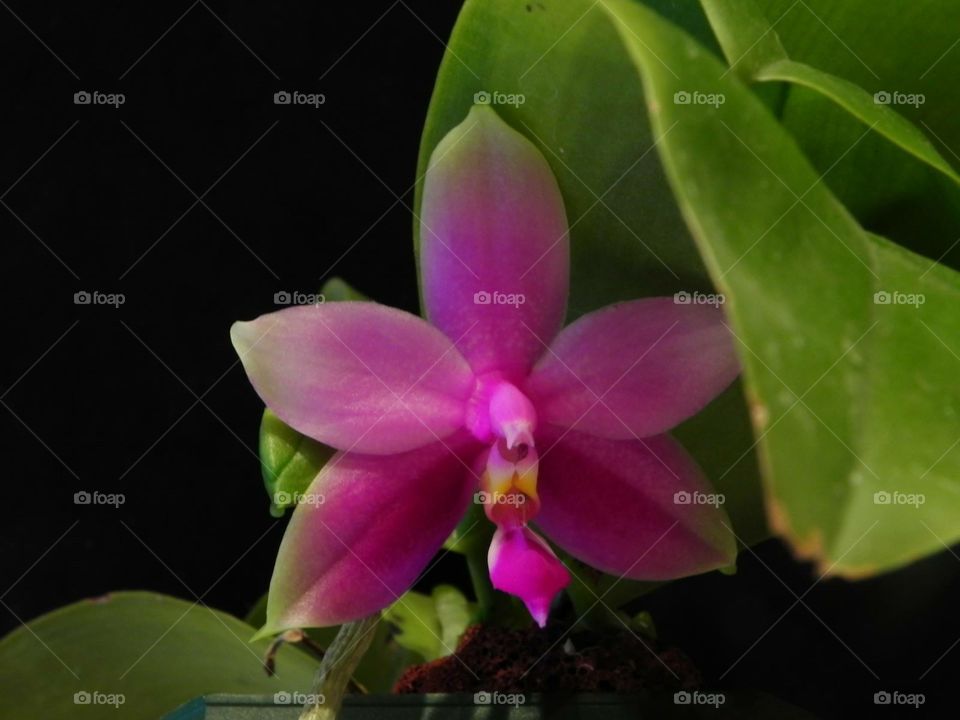 Orchid. Phalaenopsis violacea in bloom
