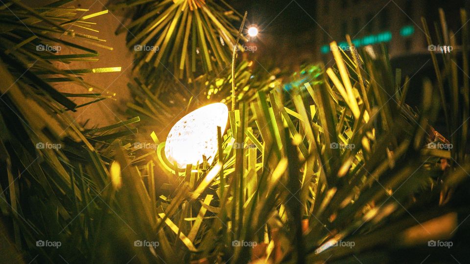 Christmas light entrapped within branches