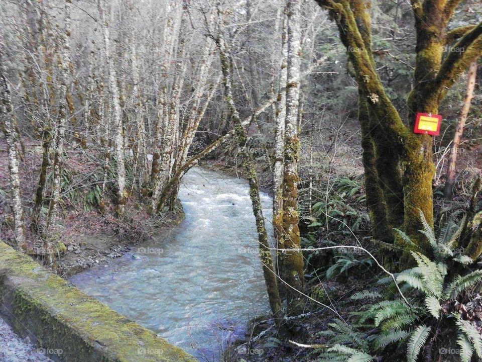Oregon creek