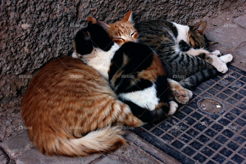 family cats