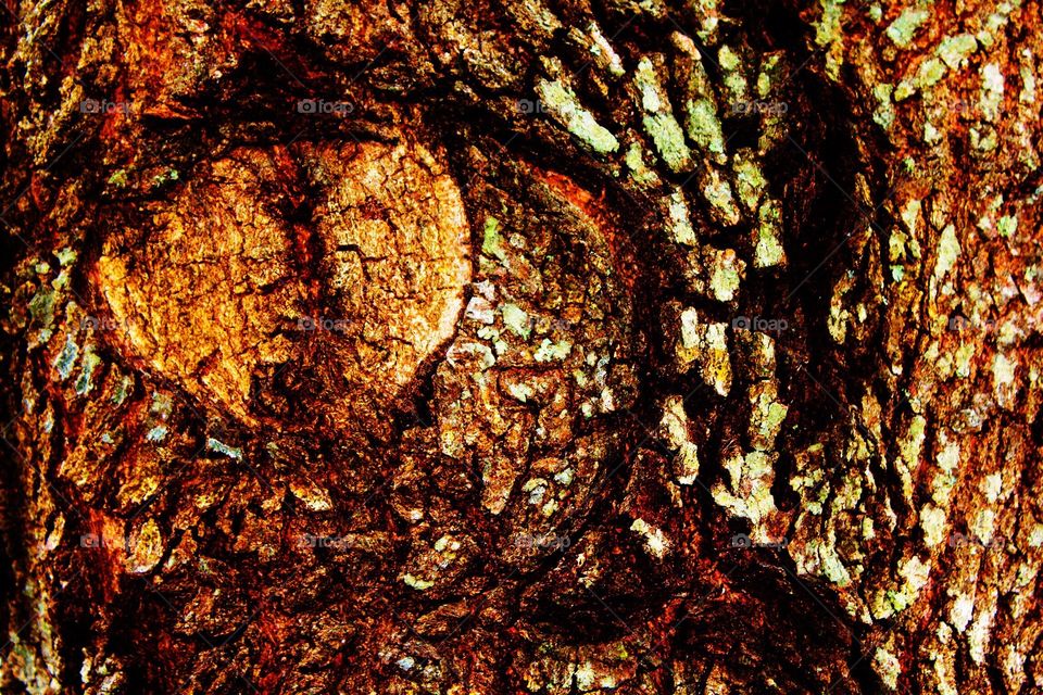 Eye pattern in tree bark