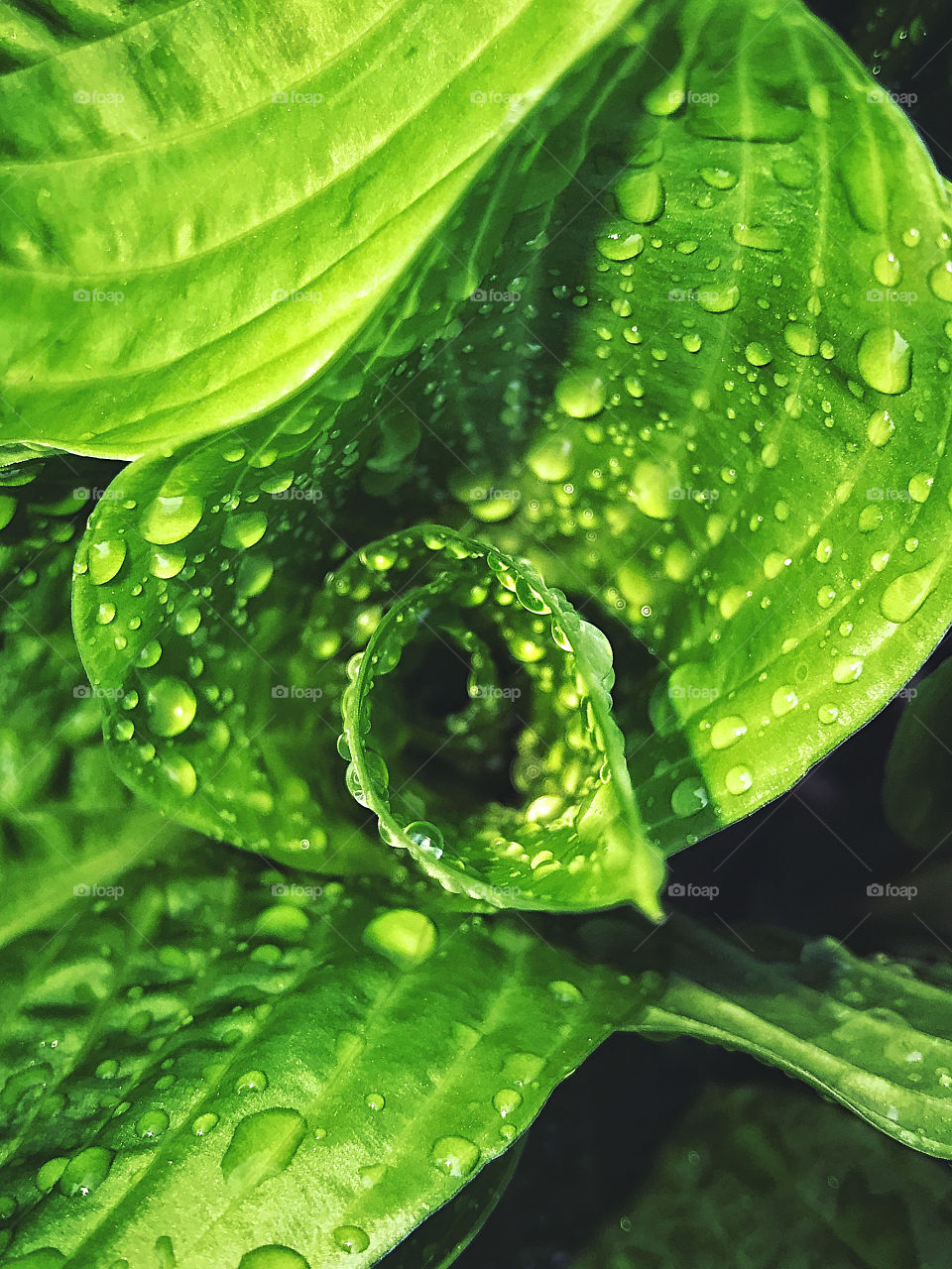 Rain on leaves 