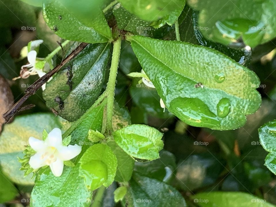 Portrait of a plant.