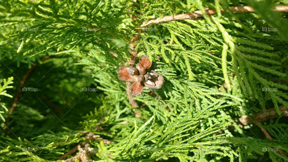 Tree, Evergreen, Conifer, Nature, Needle