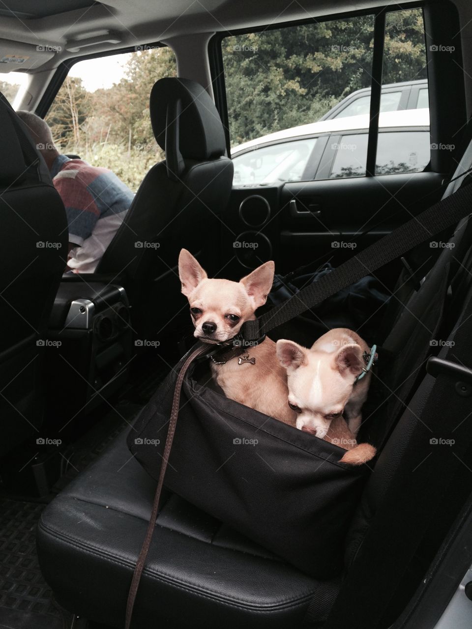 Chihuahua boys off to the pub.. The boys are in their car seat in the Landrover, going to the Crown for lunch