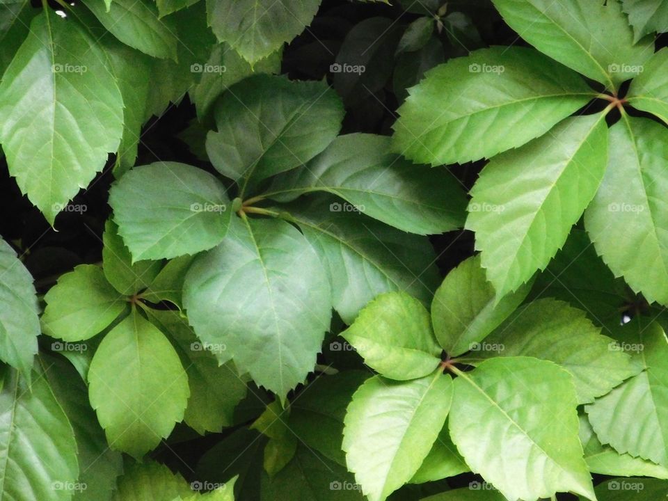 leaves