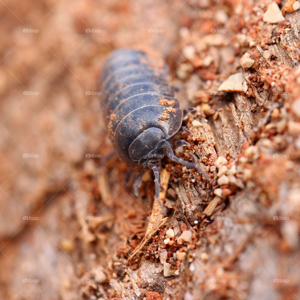 Beautiful macro insect running through the tree log