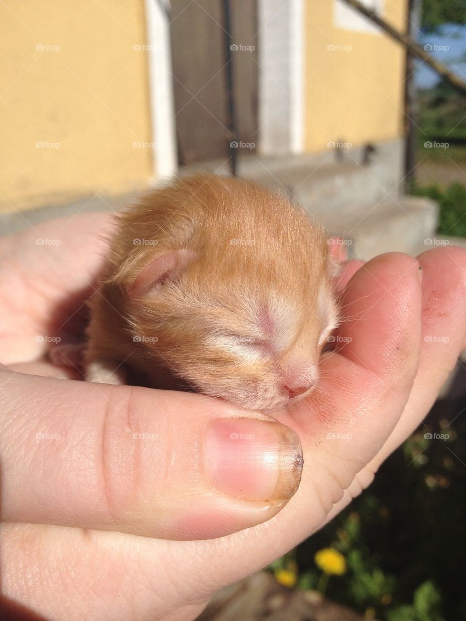 Little orange kitten