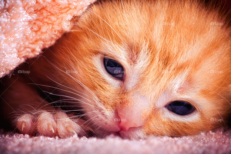 Newborn red tabby kitten in pink plush textiles 