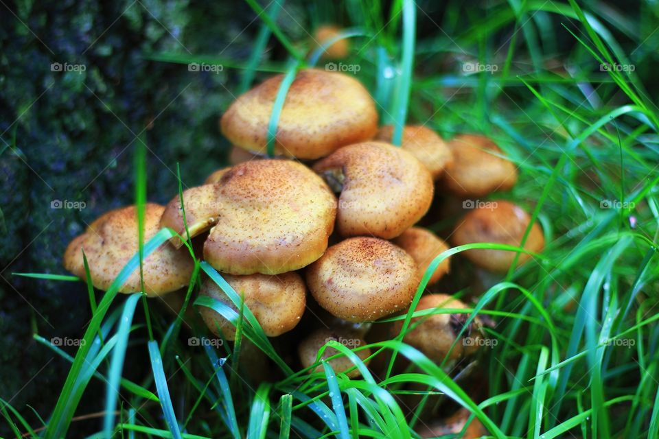 Mushrooms