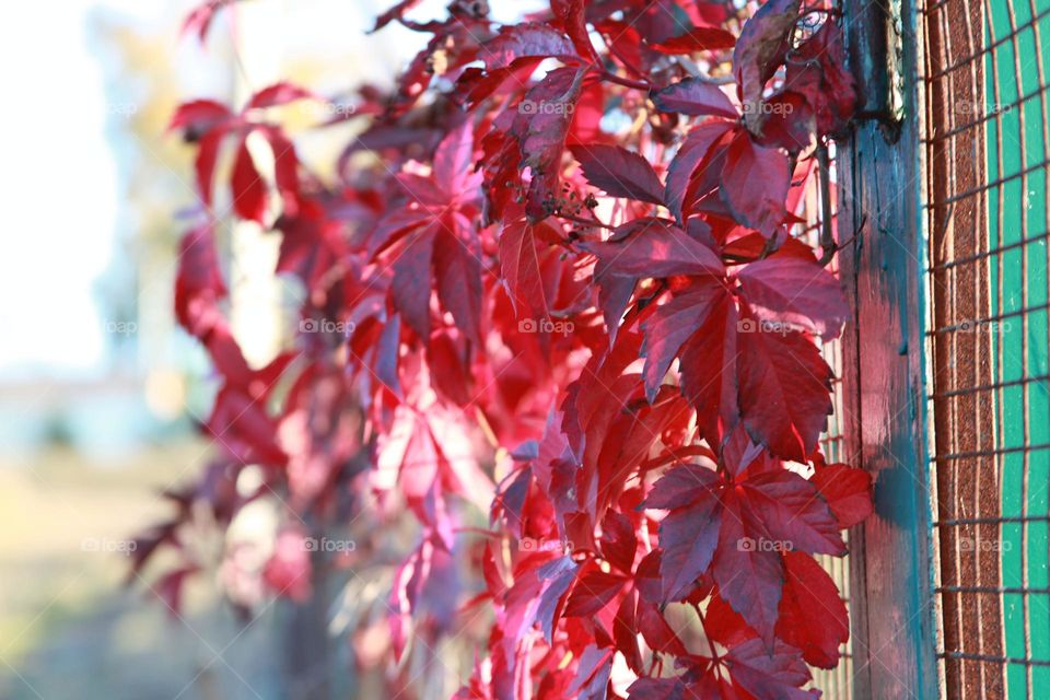 autumn landscapes and trees in colorful outfits grape vine