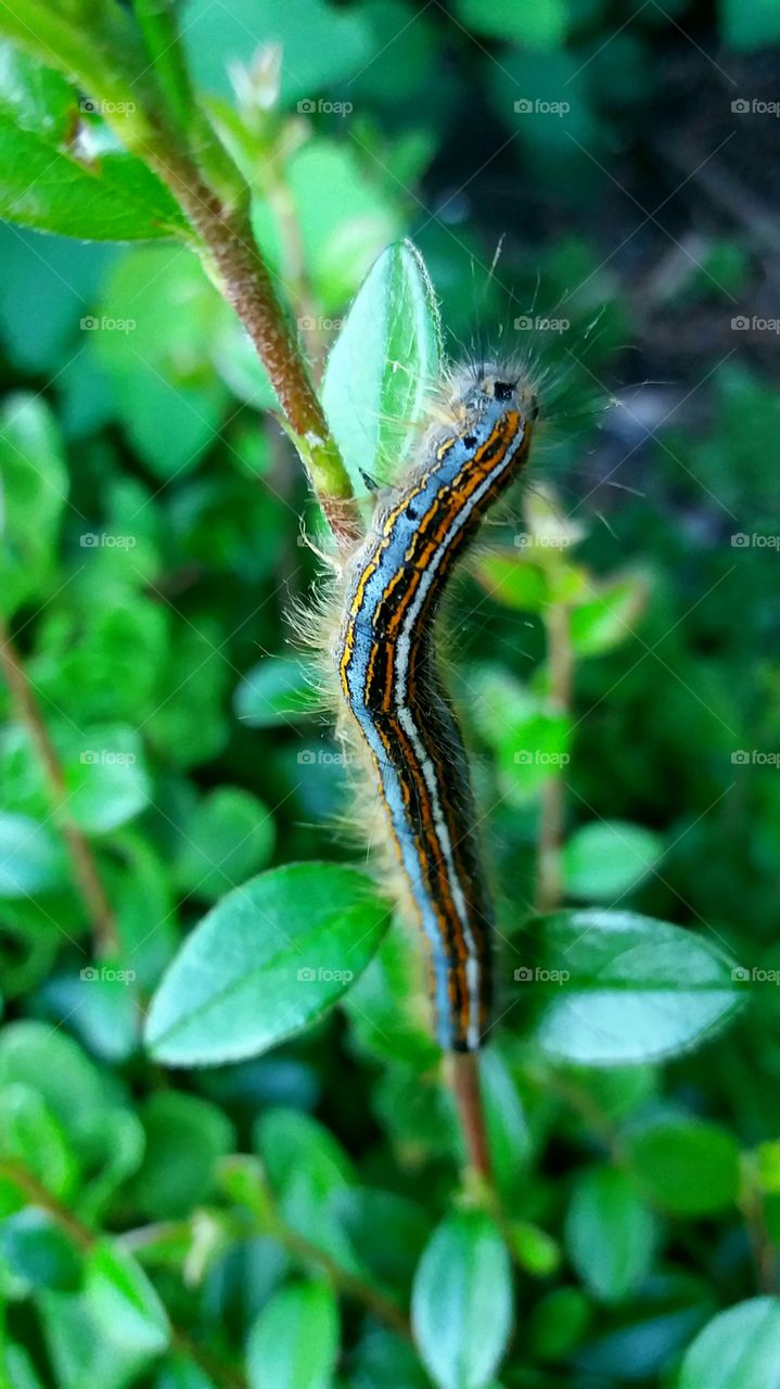 caterpillar in blue