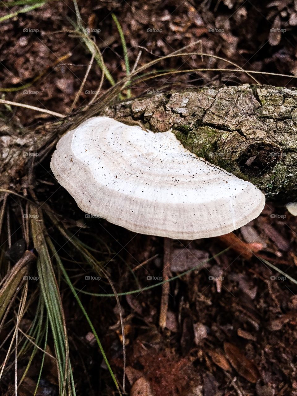 New year, new start. I want to be more in tune with the great outdoors this Jan2018, that’s my greatest New Year Resolution.  A Fairy Staircase.