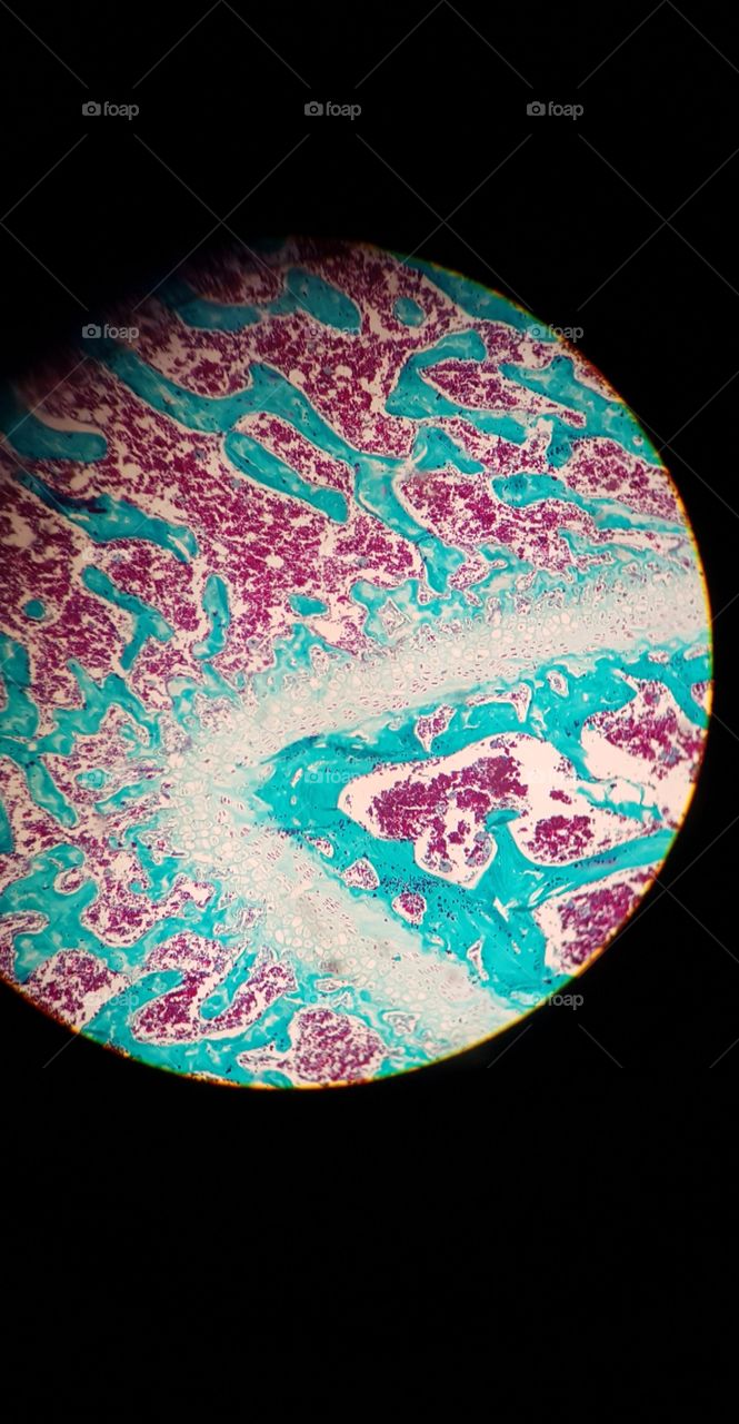 histogic