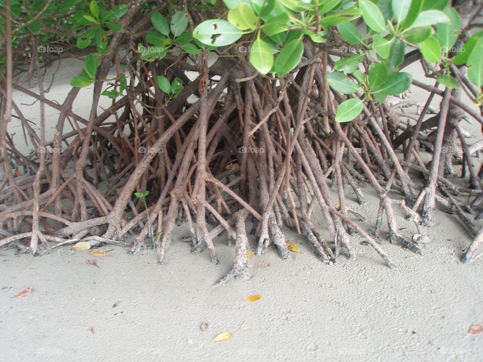 Roots in Sand