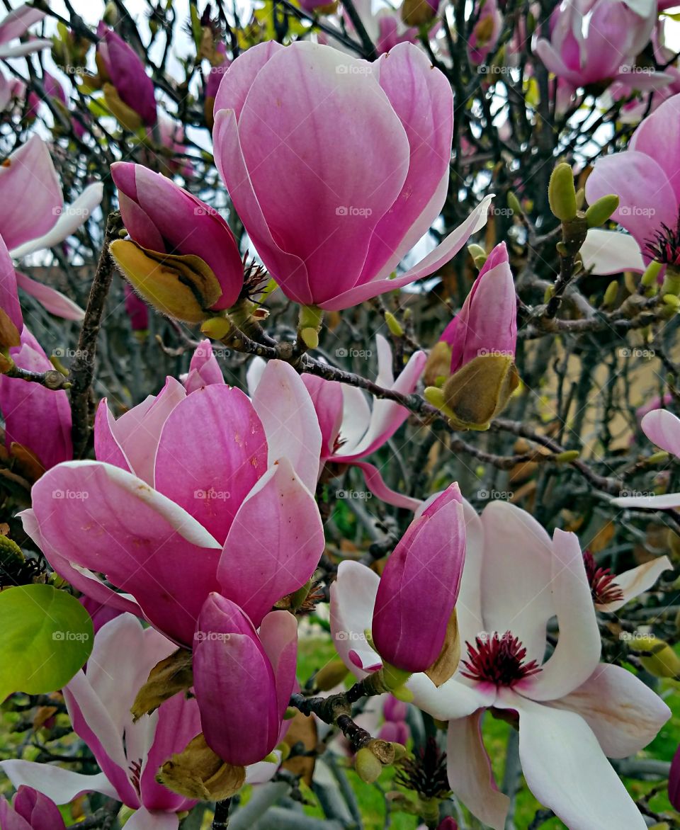 Colorful Magnolia Blossoms!