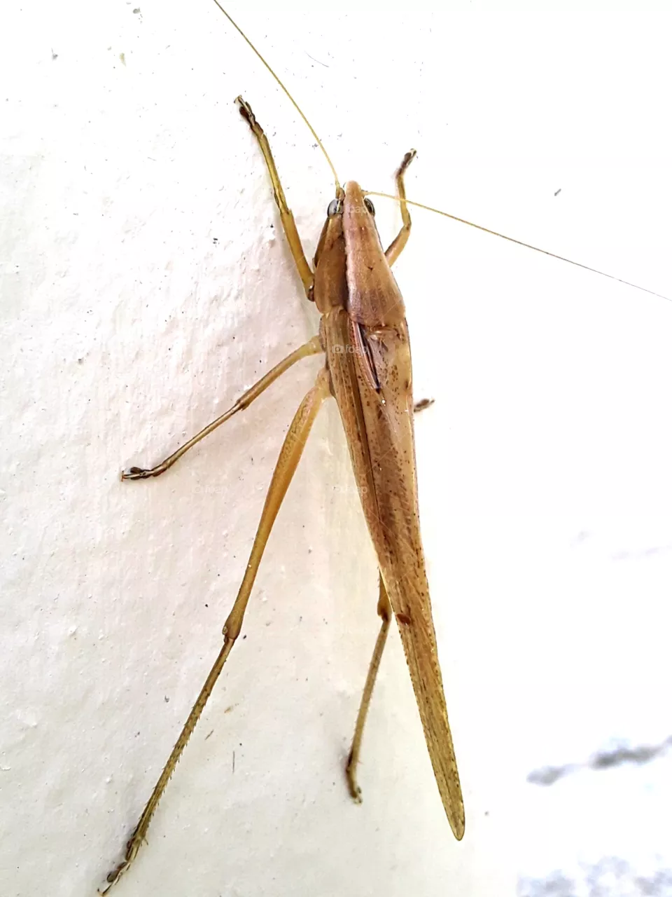 locust species