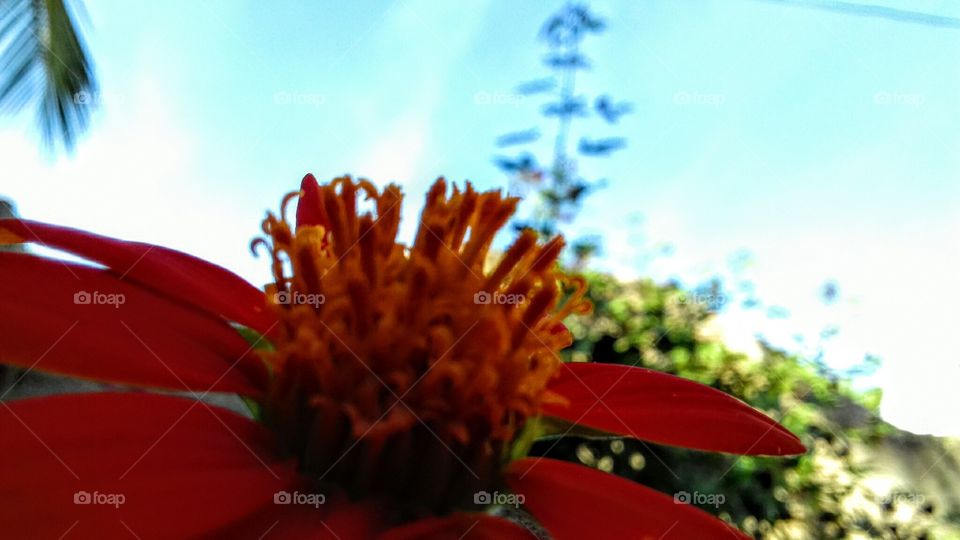 Flower, No Person, Nature, Blur, Summer